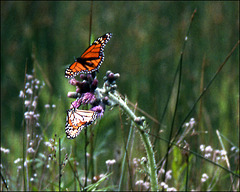 Butterflies on Thistle
