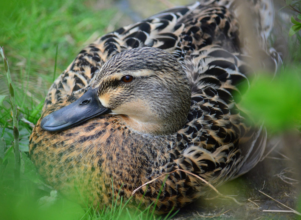 Snuggly female Mallard