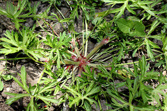 Geranium dissectum