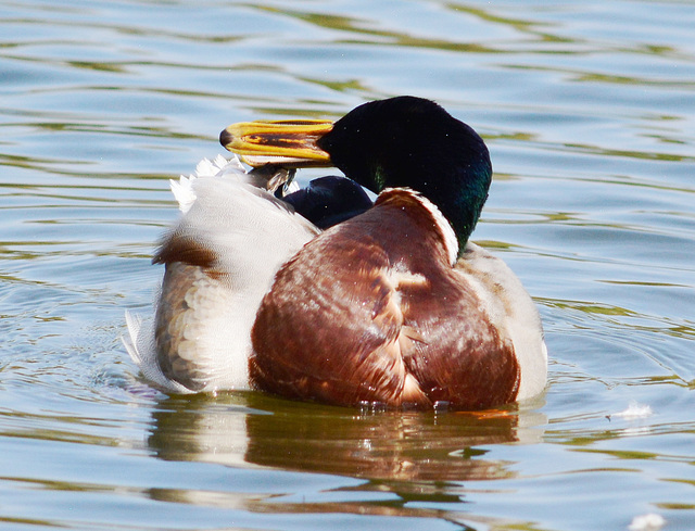 Male Mallard preening