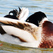 Male Mallard preening