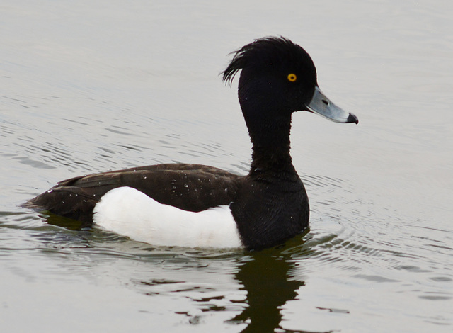 Tufted Duck, Athya fuligula