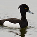 Tufted Duck, Athya fuligula