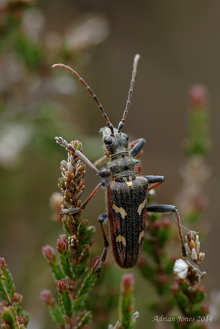 Rhagium bifasciatum