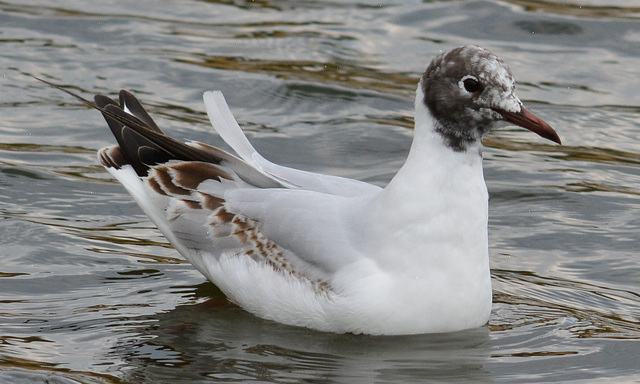 Young Black Headed Gull