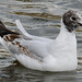 Young Black Headed Gull