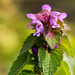 20140423 1511VRMw [D-LIP] Gefleckte Taubnessel (Lamium maculatum), UWZ, Bad Salzuflen