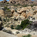 Crown Prince Lookout - Live Oak Canyon Loop (5931)