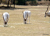 Scimitar-horned Oryx  Eating