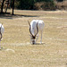 Scimitar-horned Oryx  Eating