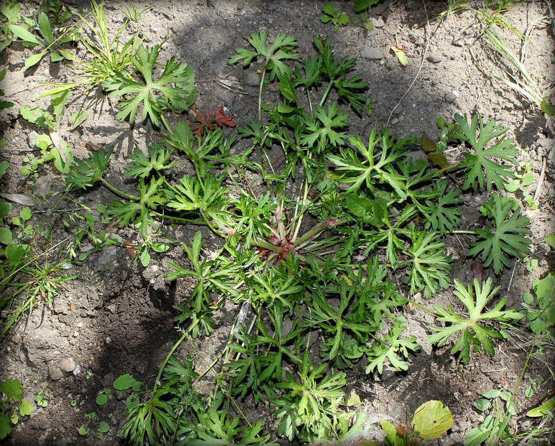 Geranium dissectum (2)