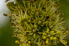 20140423 1504VRMw [D-LIP] Bergahorn (Acer pseudoplatanus), UWZ-1504