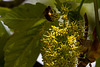 20140423 1502VRMw [D-LIP] Bergahorn (Acer pseudoplatanus), Honigbiene, UWZ, Bad Salzuflen