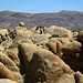 Crown Prince Lookout - Live Oak Canyon Loop (5939)