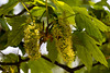 20140423 1500VRMw [D-LIP] Bergahorn (Acer pseudoplatanus), UWZ-1500