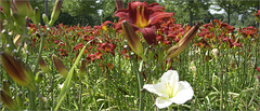 Borgess Daylilies