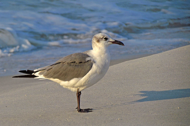 Laughing Gull