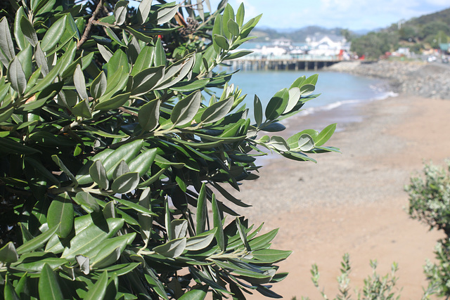 Paihia