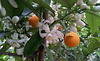 Citrus blooms and again
