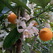 Citrus blooms and again