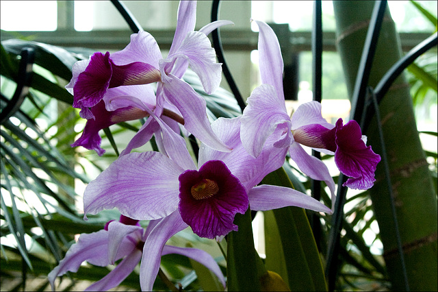 Orchids