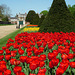 red, red tulips