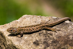 20140423 1497VRMw [D-LIP] Zauneidechse (Lacerta agilis), UWZ, Bad Salzuflen