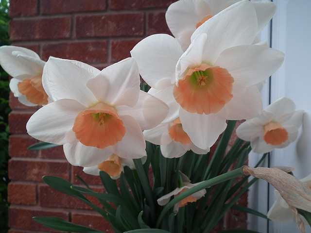 Narcissi in my porch