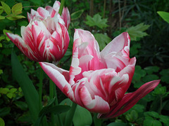 2 wonderful tulips