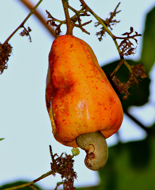 Cashew Apple