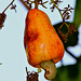 Cashew Apple