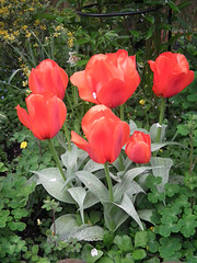 More BIG tulips