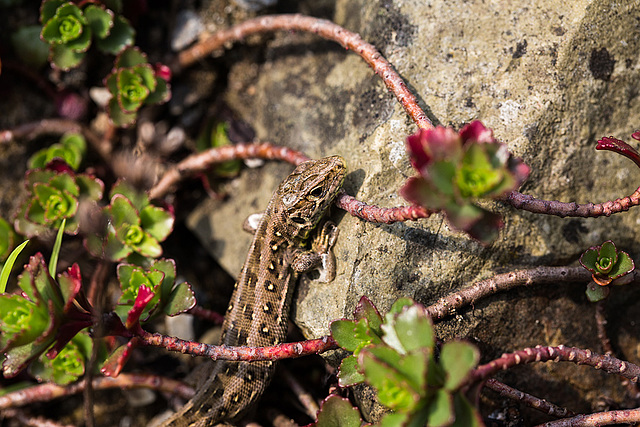 20140423 1495VRMw [D-LIP] Zauneidechse (Lacerta agilis), UWZ, Bad Salzuflen