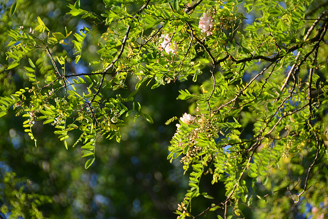 Robinia