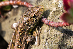 20140423 1494VRMw [D-LIP] Zauneidechse (Lacerta agilis), UWZ, Bad Salzuflen