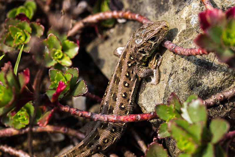 20140423 1493VRMw [D-LIP] Zauneidechse (Lacerta agilis), UWZ, Bad Salzuflen