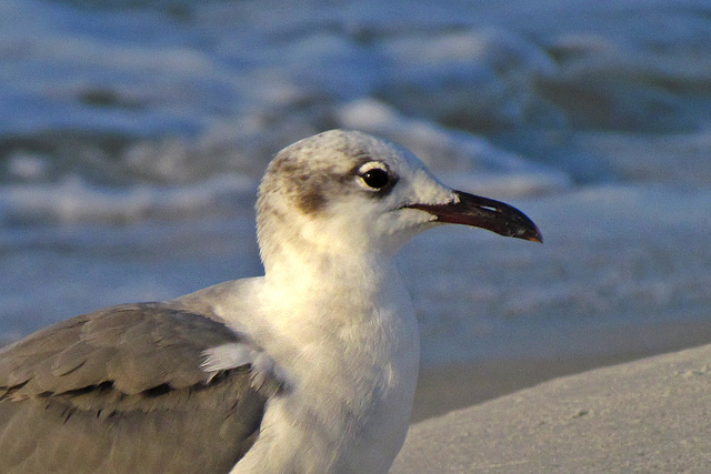 Laughing Gull