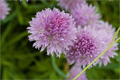 Chives