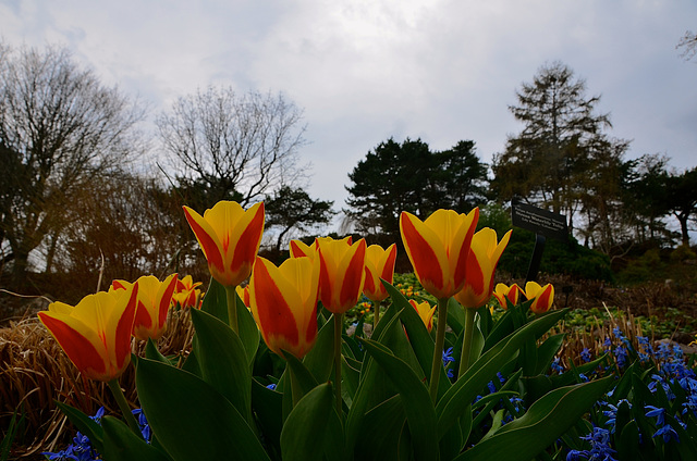 Chicago Botanical Garden, IL