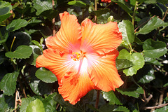 Hibiscus