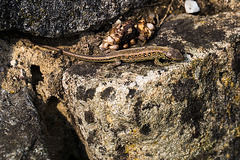 20140423 1490VRMw [D-LIP] Zauneidechse (Lacerta agilis), UWZ, Bad Salzuflen