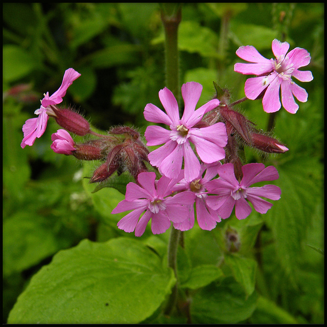 red campion