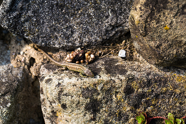 20140423 1489VRMw [D-LIP] Zauneidechse (Lacerta agilis), UWZ-1489