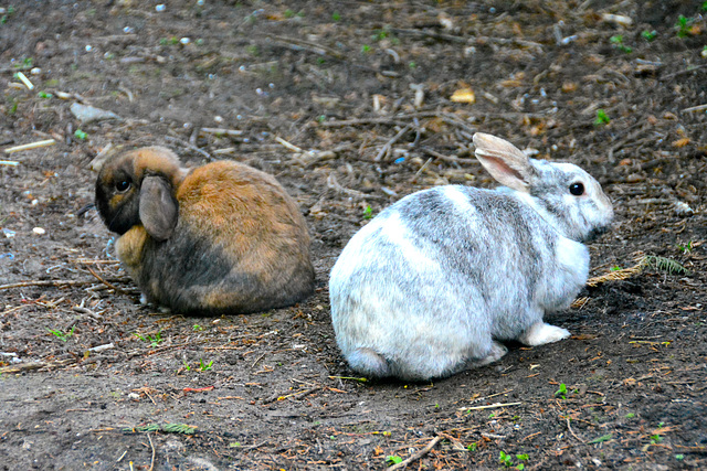 Two rabbits