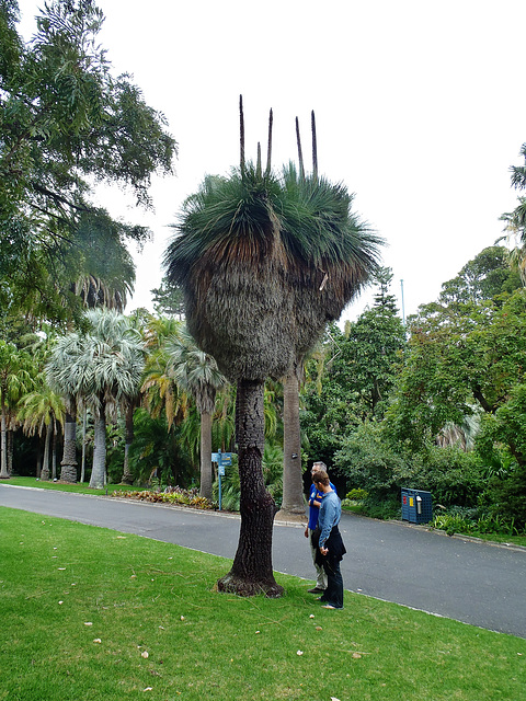 Melbourne Botanical Gardens