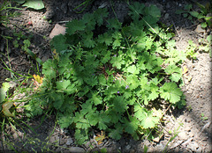 Geranium pusillum (2)