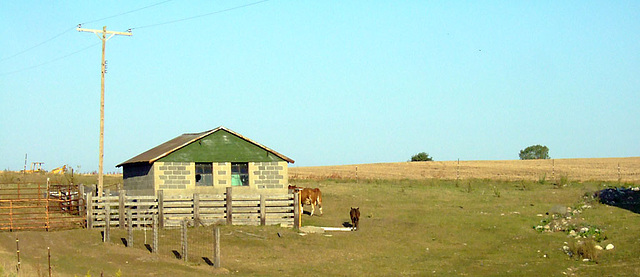 Outbuilding with Cows