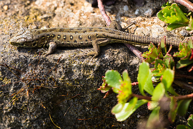 20140423 1487VRMw [D-LIP] Zauneidechse (Lacerta agilis), UWZ, Bad Salzuflen