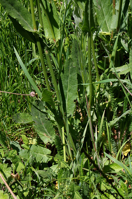 Rumex acetosa (4)