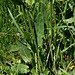 Rumex acetosa (4)